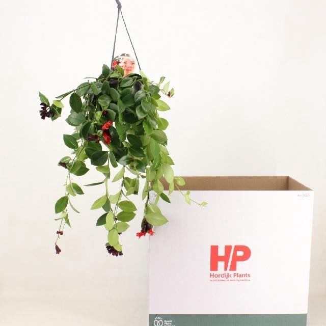 <h4>AESCHYN MONA LISA</h4>