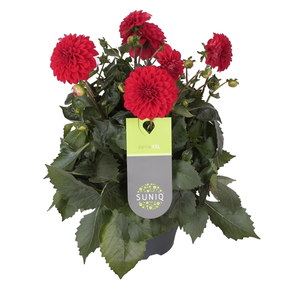 Dahlia Suniq XXL Rood 23cm