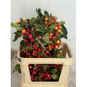 MALUS GORGEOUS