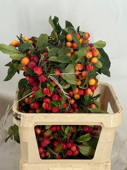 <h4>MALUS GORGEOUS</h4>