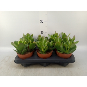 Crassula ovata