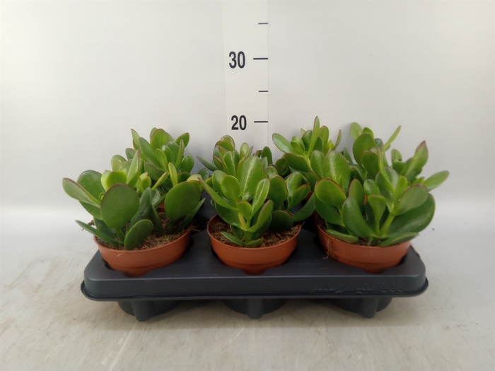 <h4>Crassula ovata</h4>
