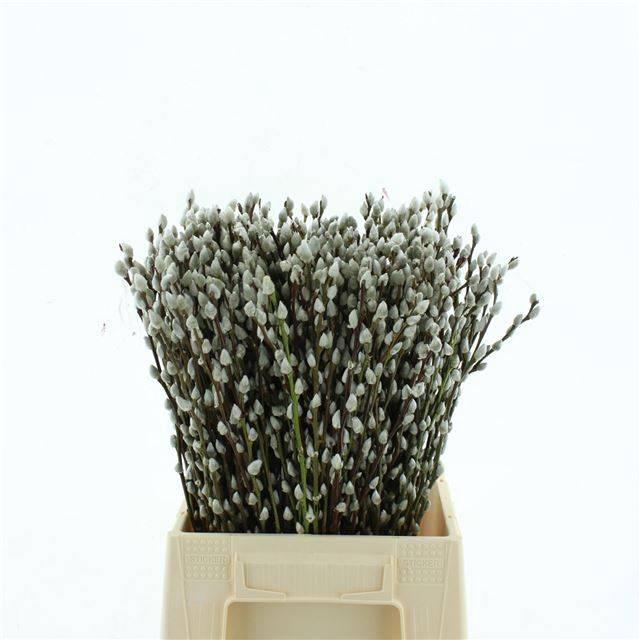 <h4>SALIX CA SNOW FLAKE</h4>