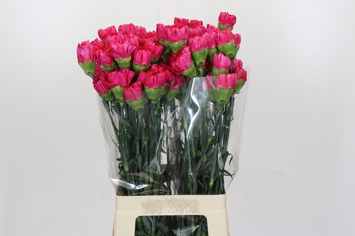 <h4>Dianthus St Bizet</h4>