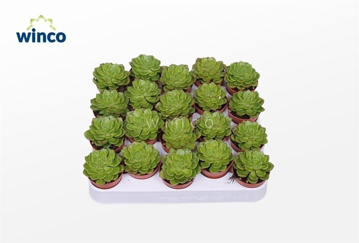 <h4>Echeveria Affinus</h4>