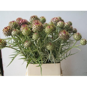 Cynara Cardunculus