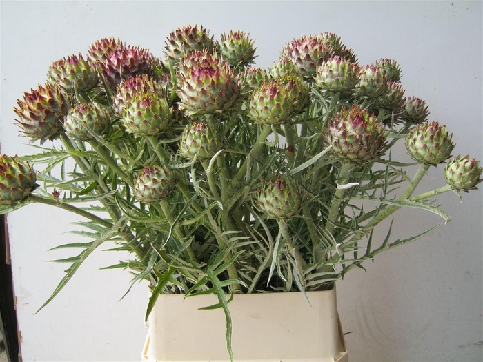 <h4>Cynara Cardunculus</h4>