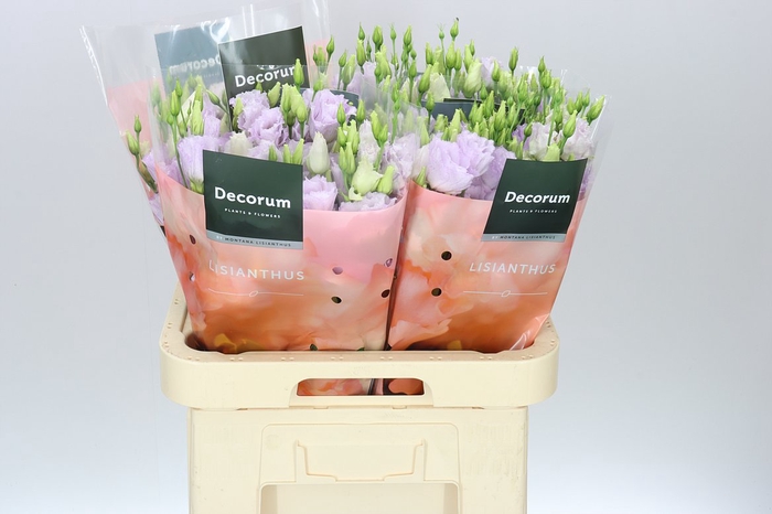 <h4>Eust Du Stracciatella Lavendel</h4>