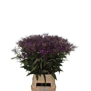 Vernonia Crinita Kramer