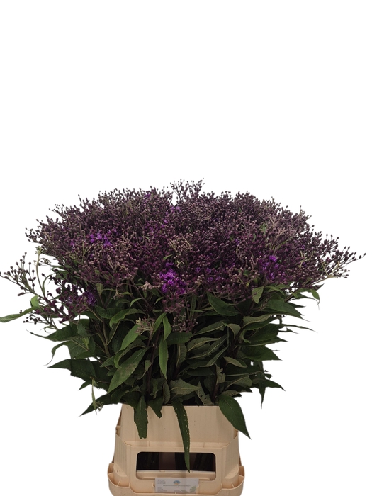 <h4>Vernonia Crinita Kramer</h4>