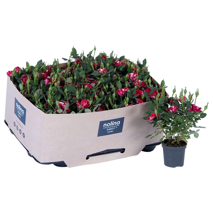 <h4>Nolina Special Roses Ø 7 cm Gigi with tray collar</h4>