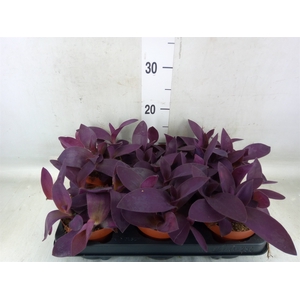 Tradescantia   ...