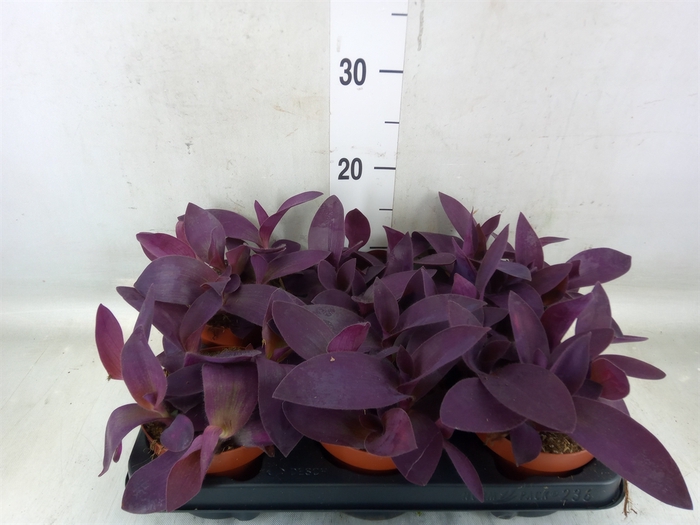 <h4>Tradescantia   ...</h4>