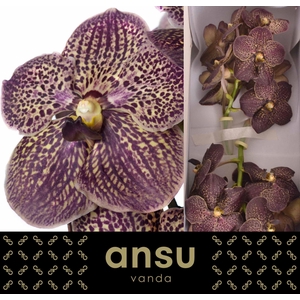 Vanda 'Sunanda Chocolate Brown' x16