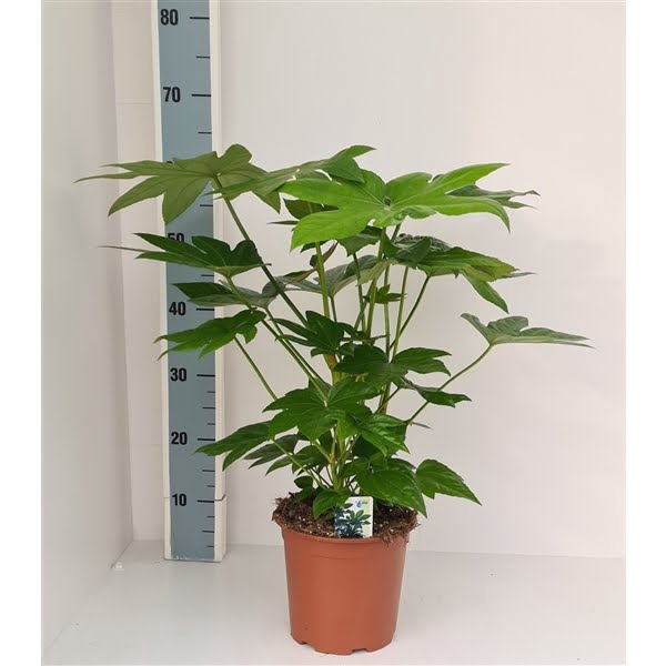 <h4>Fatsia japonica</h4>