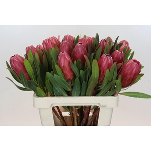 Protea Red Ice