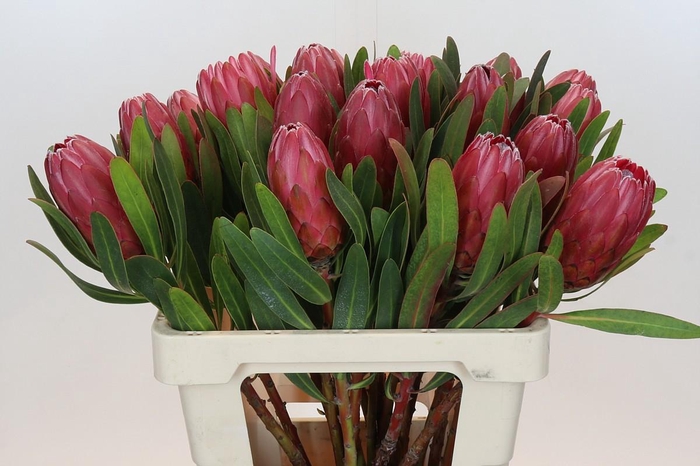 <h4>Protea Red Ice</h4>