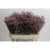 Limonium sinense Blush Diamond
