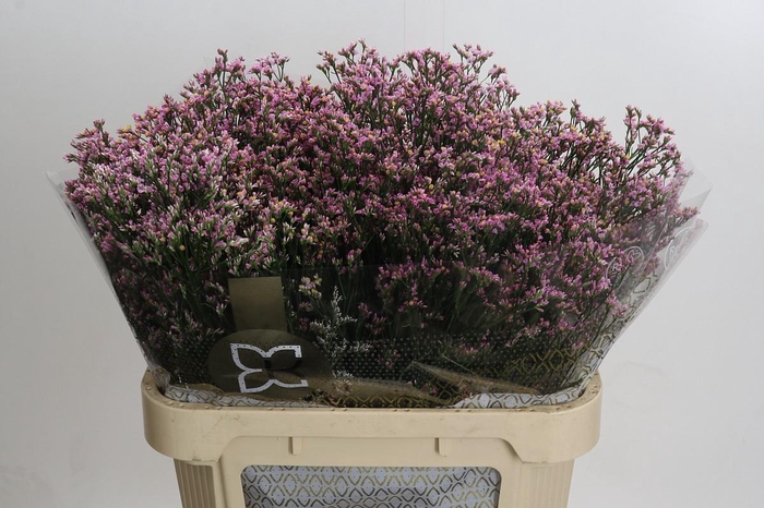 Limonium sinensis Blush Diamond