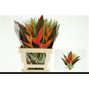 HELICONIA BOEKET