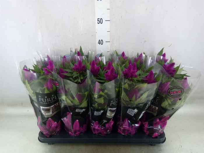 <h4>Celosia arg. SP 'Deep Purple'</h4>