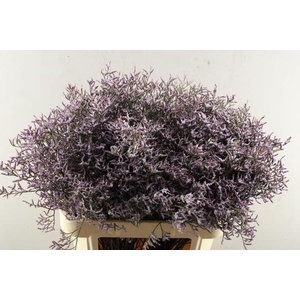 Lim Saf Lilac L 80/45