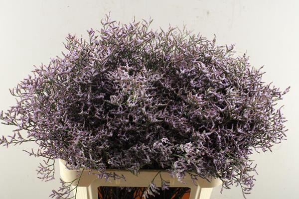 <h4>Lim Saf Lilac L 80/45</h4>