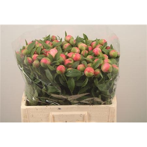 Paeo L Coral Charm X80