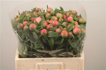 <h4>Paeo L Coral Charm X80</h4>