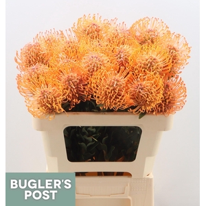 LEUCO AYOBA MAN ZEST