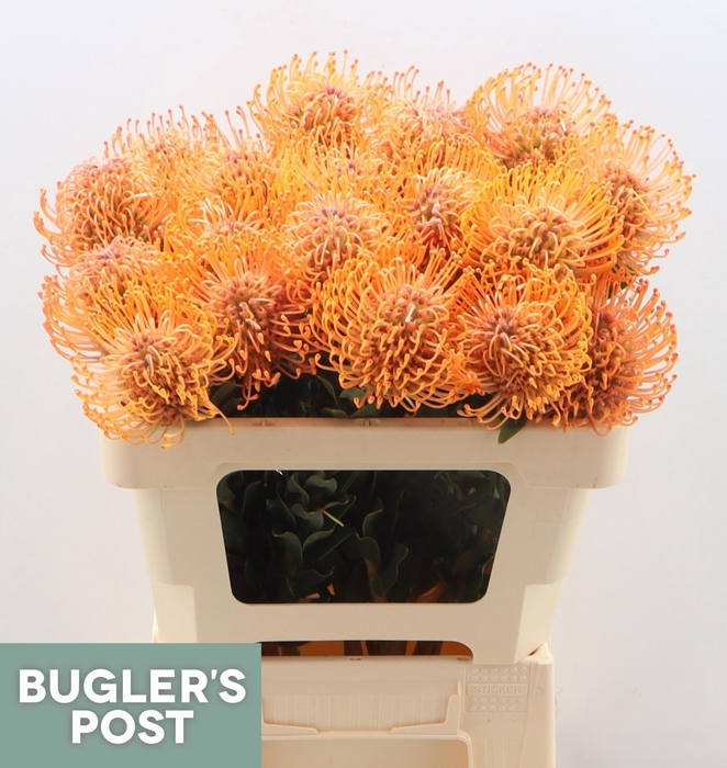 <h4>LEUCO AYOBA MAN ZEST</h4>