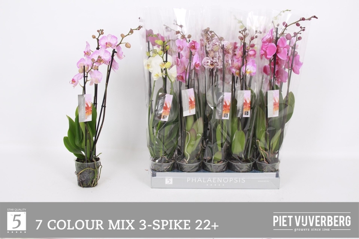 <h4>PHAL GEM 7 KL</h4>