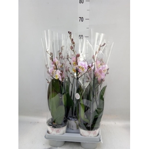 Phalaenopsis   ...