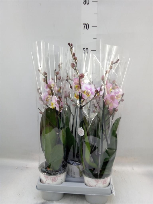 <h4>Phalaenopsis ...</h4>