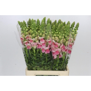 Antirrhinum Potomac Appleblossom