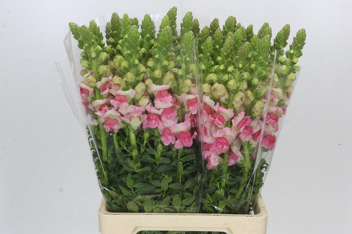 <h4>Antirrhinum Potomac Appleblossom</h4>