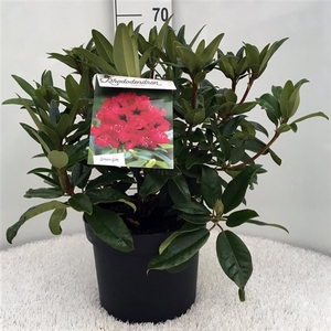 Rhodo. 'Marie Forte' red