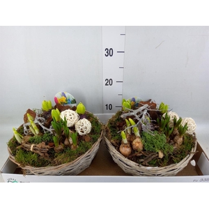 Arr.   Bol/Knolgewas L%