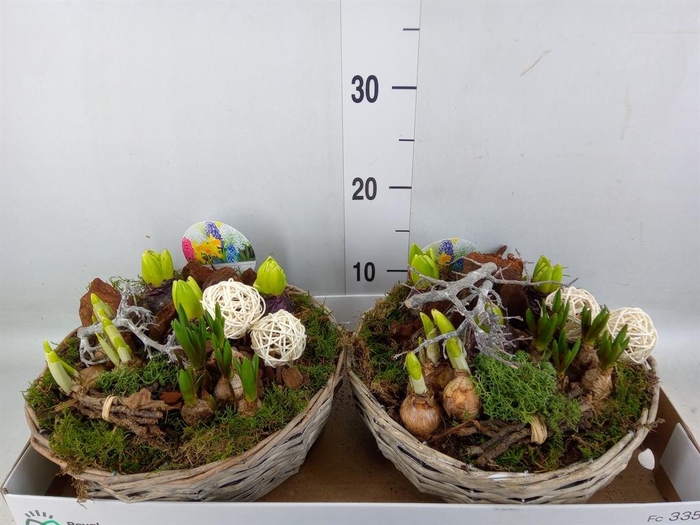 <h4>Arr.   Bol/Knolgewas L%</h4>