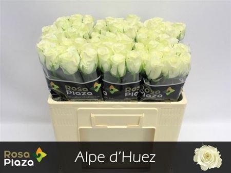 <h4>R Gr Alpe Dhuez</h4>