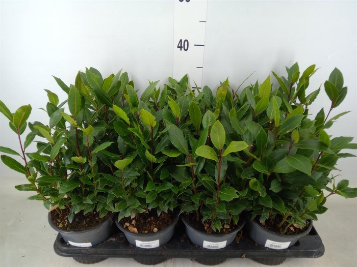 <h4>Laurus nobilis</h4>