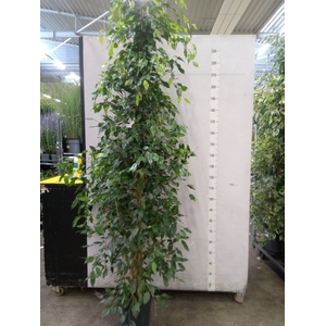 Ficus benja. 'Exotica'