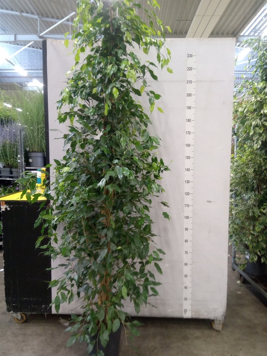 <h4>Ficus benja. 'Exotica'</h4>
