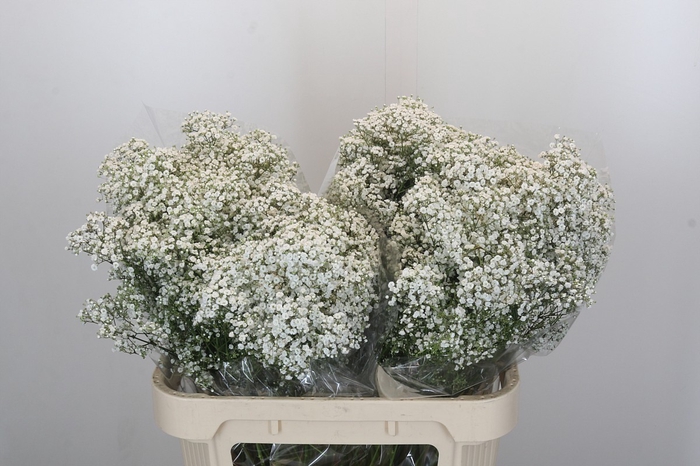 <h4>Gyps Million Stars</h4>
