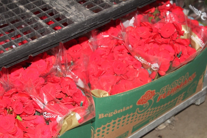 <h4>BEGONIA BALADIN P15</h4>