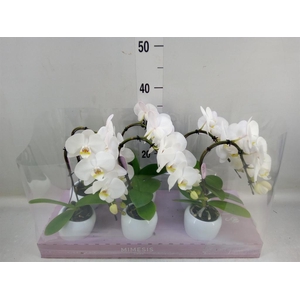 Phalaenopsis   ...white