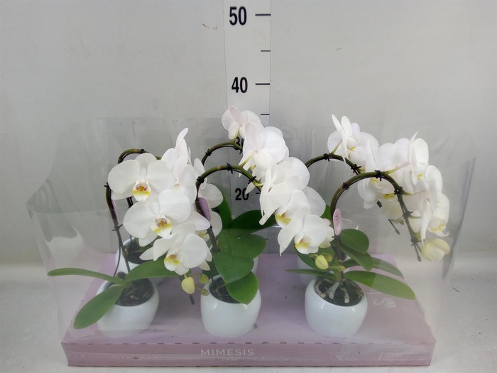 <h4>Phalaenopsis ...white</h4>