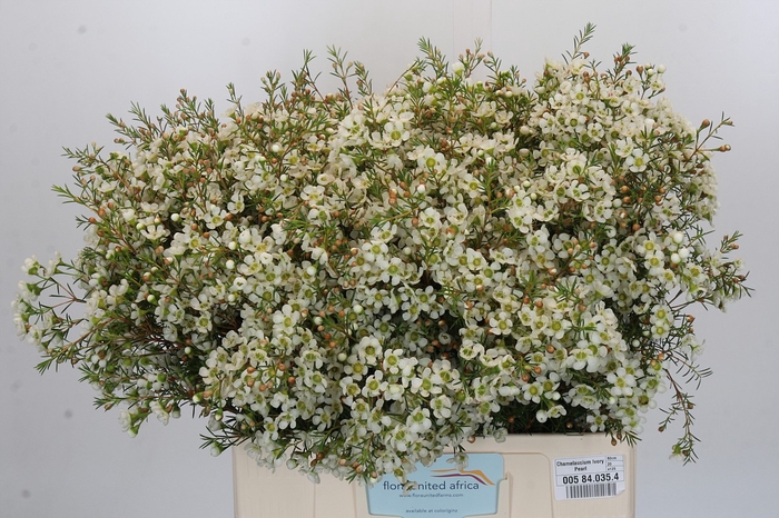 Chamelaucium Ivory Pearl