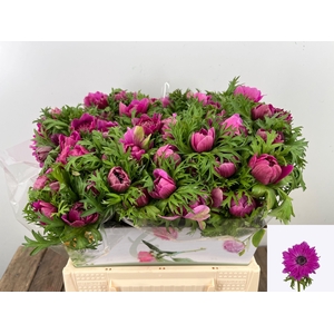 ANEM CO FSTAR B ROSE