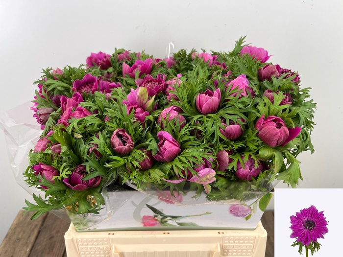 <h4>ANEM CO FSTAR B ROSE</h4>